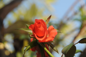 Obraz premium Rose