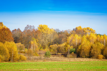 Fototapeta premium Autumn forest with yellow leaves on the trees on the edge of an agricultural field.