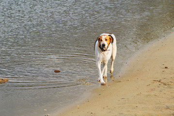 hunting dog on the lake