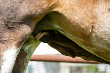 Sweet, hungry days old foal stretching to feed from the mare's nipples. Mother and son, cute family portrait.