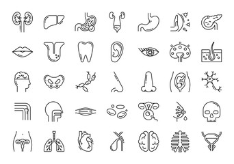 Large set of linear vector icons of human organs.