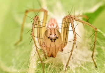 Brown spider walking on the  green leaf. Lynx spider that jumps and runs quickly with yellow head and chest The belly is grayish green and blue.
