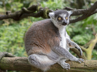 Lemur.  The kata lemur has several names: kata, cat lemur, ring-tailed lemur, and the local Madagascar name is Maki. A very interesting pose is taken by these lemurs during sleep: they hide their head