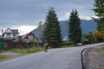 Fototapeta na wymiar road in the village