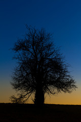 einzeln stehender Baum gegen Nachthimmel