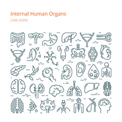 Naklejka premium Large set of linear vector icons of human internal organs.