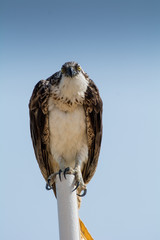 redators Accipitriformes are an order of birds. The order includes about 225 species of birds adapted for hunting live prey.