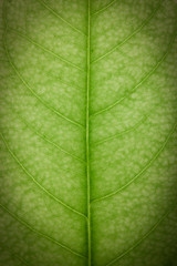 Fototapeta na wymiar Close up green leaf wallpaper.