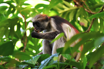 Zanzibar red colobus in Jozani forest. Tanzania, Africa