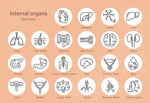 Large set of linear vector icons of human organs with signatures.