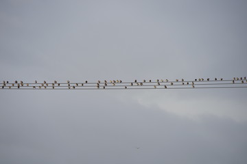 Stare auf Stromleitungen © Achim Wagner