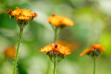orangerotes Habichtskraut