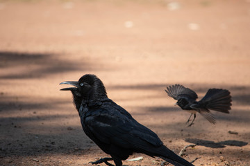 Crow being attacked by a willy wagtail