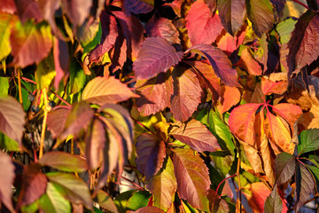 the wall is completely covered with vines of wild grapes. the interior of the building is decorated with nature itself.