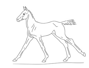 Small colt runs at a canter, vector illustration