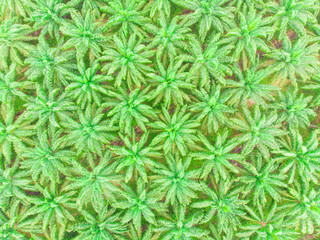 Palm oil plantation field aerial view scene