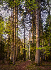 Relic pine forest in the Caucasus mountains
