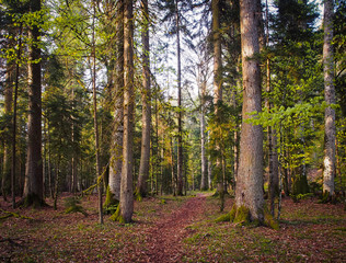 Beautiful caucasus forest