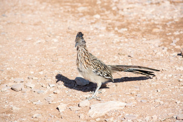 Road runner bird