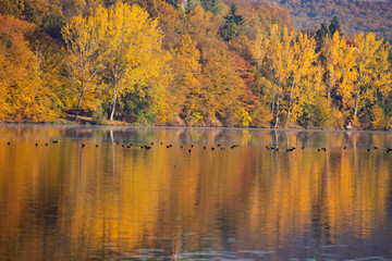 Golden autumn trees and lake. Autumn landscape, sunny morning.