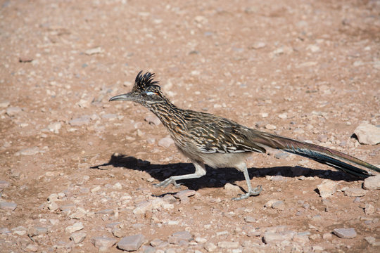 Road runner bird