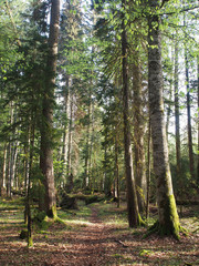 Beautiful caucasus forest