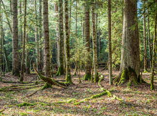 Beautiful caucasus forest