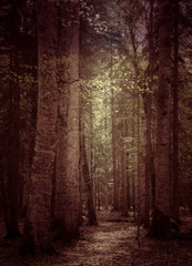 Obraz premium Beautiful caucasus forest