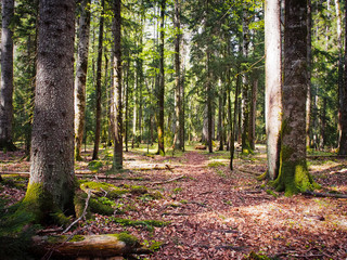 Fototapeta premium Beautiful caucasus pine forest, Russia