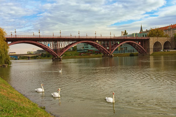 Fototapeta premium Autumn landscape view of Old Bridge over the Drava River. Beautiful white swans at the foreground. Concept photo of living wild animals in the city. Maribor, Slovenia