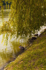 Wild ducks are resting in shadows from the branches of willow at the bank of Drava River. Concept photo of living wild animals in the city. Maribor, Slovenia