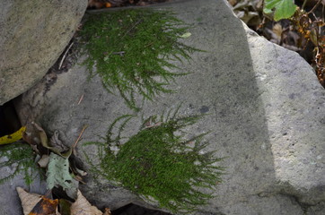 moss on the wall