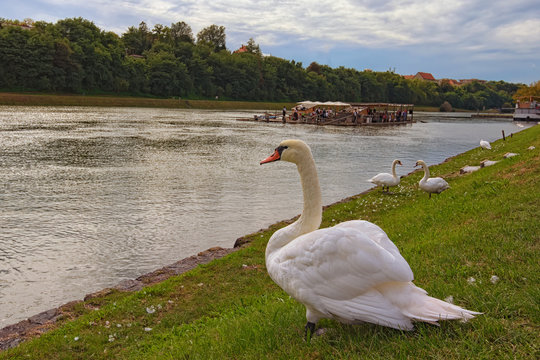 Big white swan is resting on the shore of the Drava River at the middle of the day. Concept photo of living wild animals in the city. Floating restaurant at the background. Maribor, Slovenia