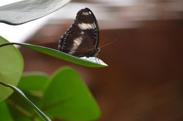 Schmetterling