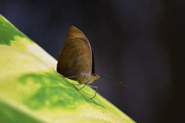 Schmetterling