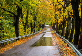Fototapeta premium Road in the autumn forest in rain. Asphalt road in overcast rainy day. Roadway with reflection and trees in kaliningrad region. Empty highway in fall woodland.