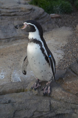 Naklejka premium Pinguin