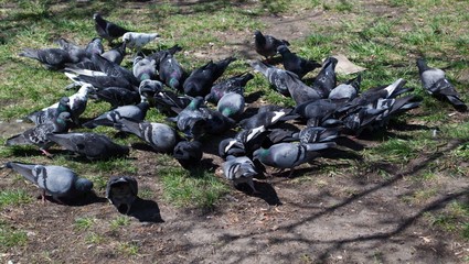 Wild dove. Birds in the city park