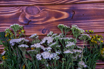 brown wooden background with herbs. Trees and tansy on the background. achillea millefolium