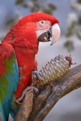 Green-winged macaw (Ara chloroptera) with pine cone perched on branch © Christian Musat