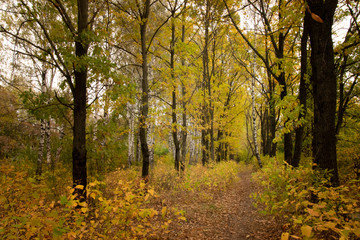 Fototapeta premium Autumn landscape