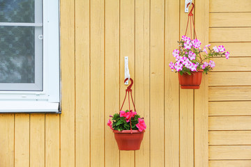 two flower pots with red and white petunias hang on a yellow wooden wall of the house