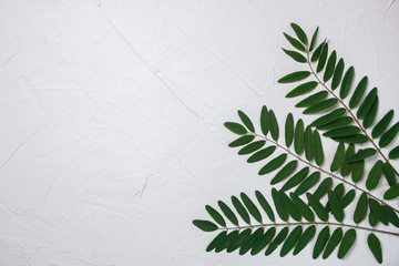 white background with green leaves of acacia