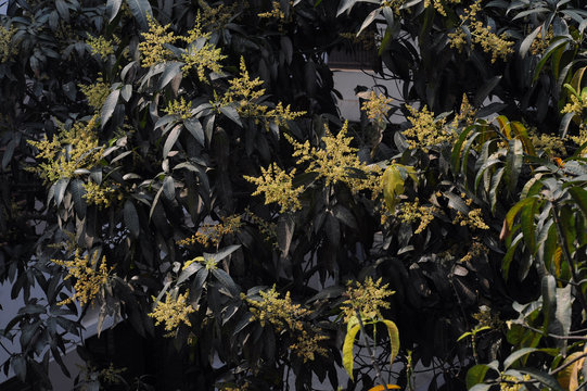 Mango buds (Amer Mukul)