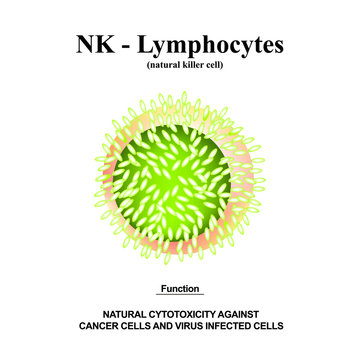 NK lymphocytes structure. The functions of NK lymphocytes. Immunity Helper Cells. Infographics. Vector illustration on isolated background.