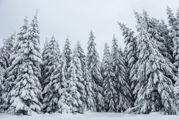 Snowy fir trees at winter