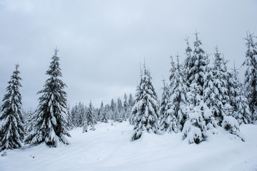 Fototapeta premium Winter trees covered with fresh snow