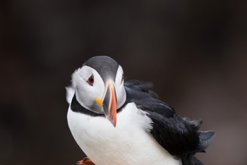 Naklejka premium portrait of a puffin