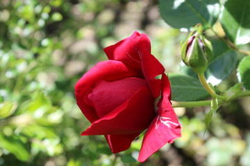 red rose