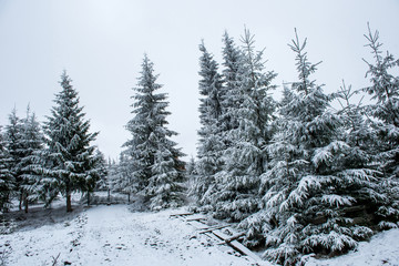 Christmas background, snow covered forest in winter